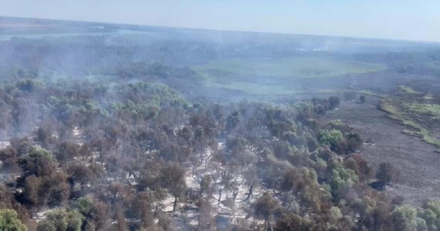 video incendii in delta dunarii sunt afectate aproape 70 de hectare de padure si vegetatie un alt foc a izbucnit in apropiere de plauru 68977052e5180