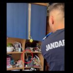 video un sarpe dintr o specie rara si protejata capturat de jandarmii de la detasamentul mangalia intr o casa din cumpana 6897524fa8fc1