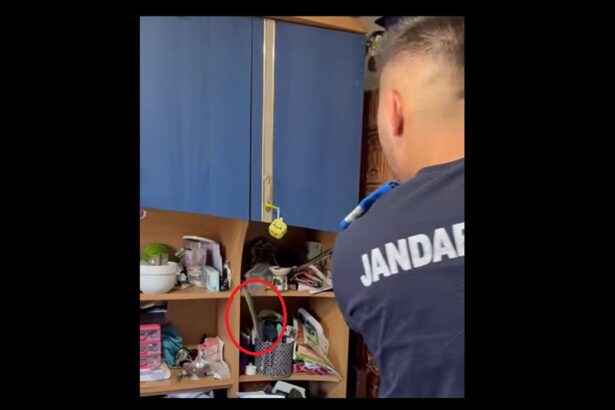 video un sarpe dintr o specie rara si protejata capturat de jandarmii de la detasamentul mangalia intr o casa din cumpana 6897524fa8fc1
