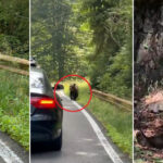 video ursii din romania au ajuns in presa internationala ce scrie new york times despre animalele care seamana teroare in satele de munte 68b13ed50cc0c