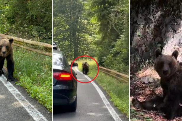 video ursii din romania au ajuns in presa internationala ce scrie new york times despre animalele care seamana teroare in satele de munte 68b13ed50cc0c