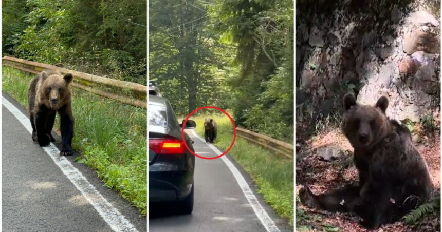 video ursii din romania au ajuns in presa internationala ce scrie new york times despre animalele care seamana teroare in satele de munte 68b13ed50cc0c