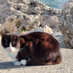 ziua internationala a pisicilor pe 8 august prietenele noastre feline sunt simboluri ale curajului si tandretei 6895893c3b3c3