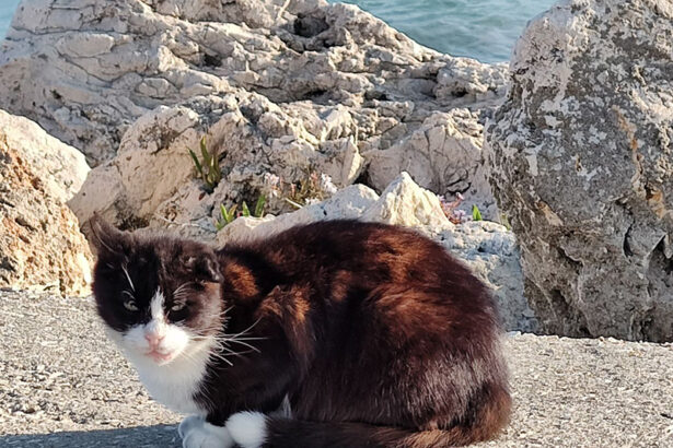 ziua internationala a pisicilor pe 8 august prietenele noastre feline sunt simboluri ale curajului si tandretei 6895893c3b3c3