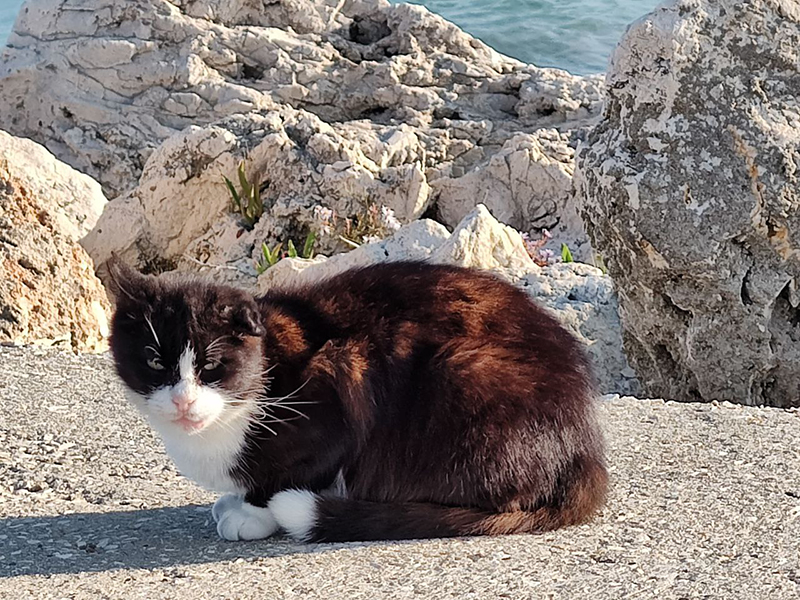 ziua internationala a pisicilor pe 8 august prietenele noastre feline sunt simboluri ale curajului si tandretei 6895893c3b3c3
