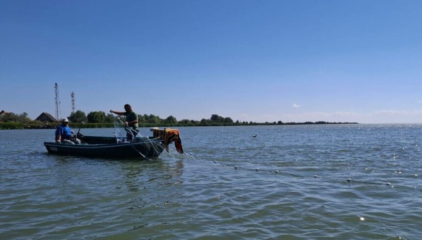 foto specialistii institutului de cercetare marina grigore antipa avertizare de ultim moment dupa o expeditie pe dunare este vizata o cunoscuta specie de peste 68c967b4e147a