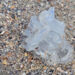 foto spectacol trist pe plaja din mamaia zeci de meduze albastre moarte aruncate de furtuna la mal 68c6d648620f6