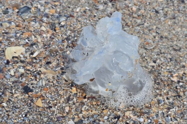 foto spectacol trist pe plaja din mamaia zeci de meduze albastre moarte aruncate de furtuna la mal 68c6d648620f6