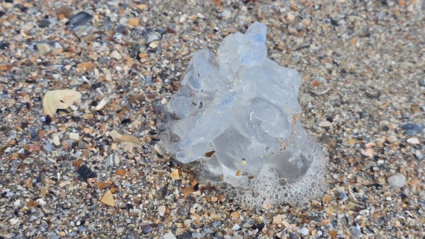 foto spectacol trist pe plaja din mamaia zeci de meduze albastre moarte aruncate de furtuna la mal 68c6d648620f6