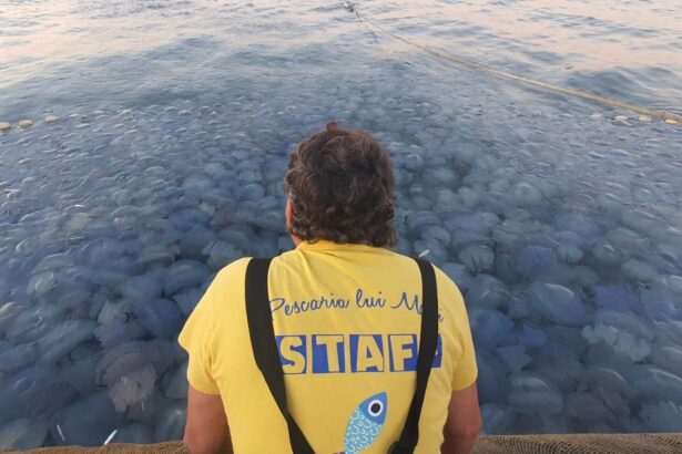 foto video spectaculos o mare de meduze albastre la agigea explicatiile specialistilor 68b96f9c723d2