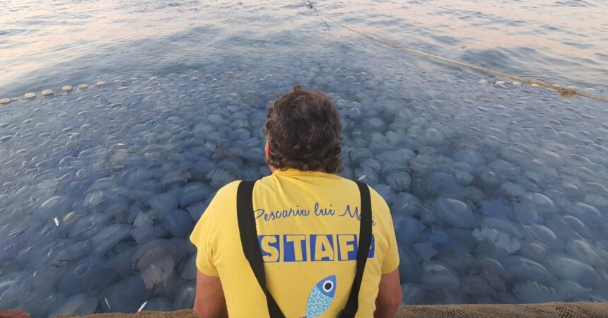 foto video spectaculos o mare de meduze albastre la agigea explicatiile specialistilor 68b96f9c723d2