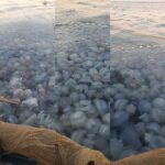 fotovideo invazie de meduze la agigea explicatia specialistilor 68b960e29ea11