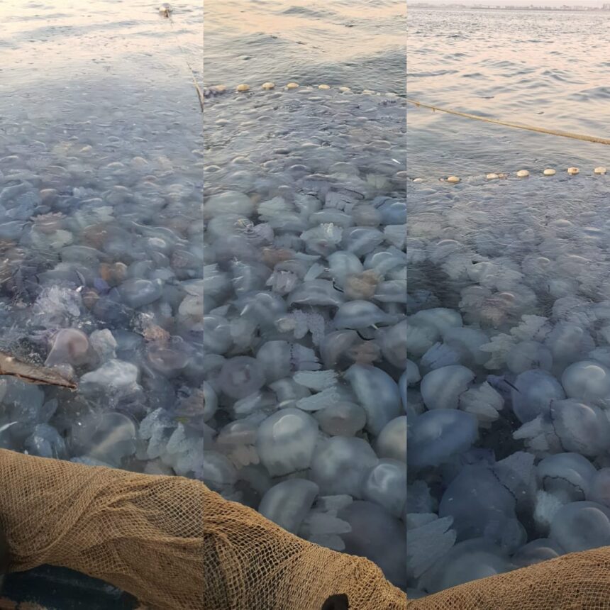 fotovideo invazie de meduze la agigea explicatia specialistilor 68b960e29ea11