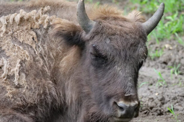 lovitura pentru programul de repopulare a zimbrilor 21 de animale au fost gasite moarte in muntii tarcu anuntul autoritatilor 68d3b6598f3d3