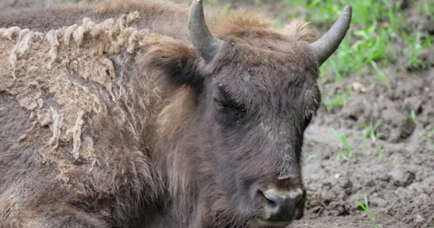 lovitura pentru programul de repopulare a zimbrilor 21 de animale au fost gasite moarte in muntii tarcu anuntul autoritatilor 68d3b6598f3d3
