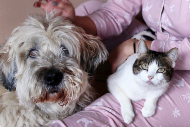 peste jumatate dintre romani au animale de companie ce prefera intre caini si pisici sondaj inscop 68d50454ed279