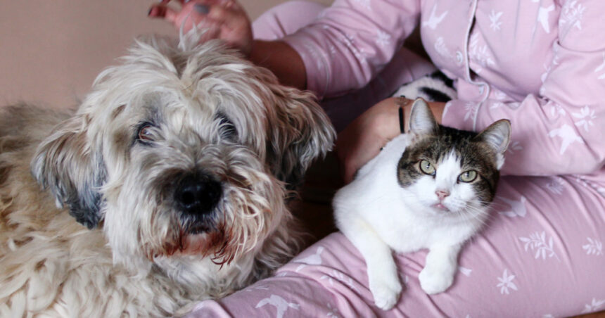 peste jumatate dintre romani au animale de companie ce prefera intre caini si pisici sondaj inscop 68d50454ed279