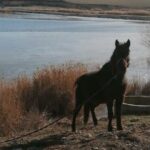 scandalul cailor abandonati de la techirghiol a ajuns din nou in instanta sotii tuca cer ca cjc sa si infiinteze un serviciu 68d46eb51fb77