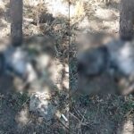 scandalul pisicilor moarte in constanta a escaladat presedintele unei asociatii de proprietari a fost amenintat iar cazul a ajuns in instanta 68c9db77857db