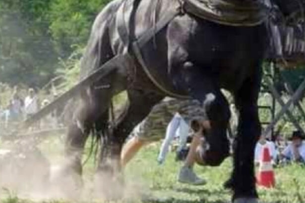 un judet din romania interzice concursurile cu cai care trag diferite greutati prevenim cruzimea fata de animale 68c0609c88bb9