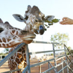 video efectul omului asupra animalelor la zoo care sunt animalele care se bucura ca ne vad dar si cele deranjate de prezenta vizitatorilor 68d76b91921c2