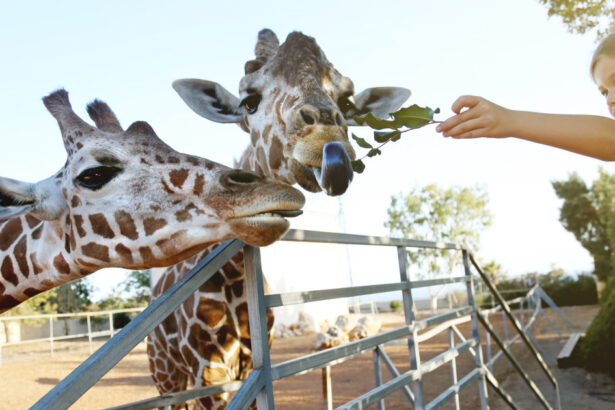 video efectul omului asupra animalelor la zoo care sunt animalele care se bucura ca ne vad dar si cele deranjate de prezenta vizitatorilor 68d76b91921c2