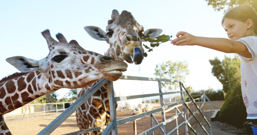 video efectul omului asupra animalelor la zoo care sunt animalele care se bucura ca ne vad dar si cele deranjate de prezenta vizitatorilor 68d76b91921c2