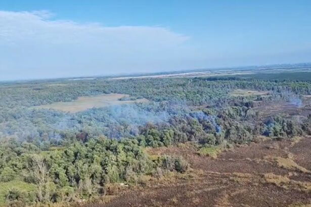 video incendiu violent in delta dunarii la sireasa pompierii lupta pentru a doua zi cu flacarile ce au cuprins padurea 68c2c231ebb34