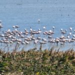 video spectacol rar pe lacul nuntasi unde au poposit sute de pasari flamingo 68cbdd1c66dd0