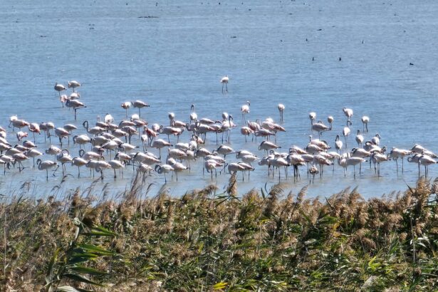 video spectacol rar pe lacul nuntasi unde au poposit sute de pasari flamingo 68cbdd1c66dd0