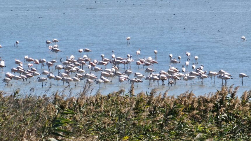 video spectacol rar pe lacul nuntasi unde au poposit sute de pasari flamingo 68cbdd1c66dd0