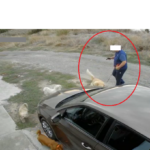 video un barbat a fost surprins in timp ce tragea cu un pistol cu bile in doi catei pe o strada din palazu mare 68dc2dcb160d7