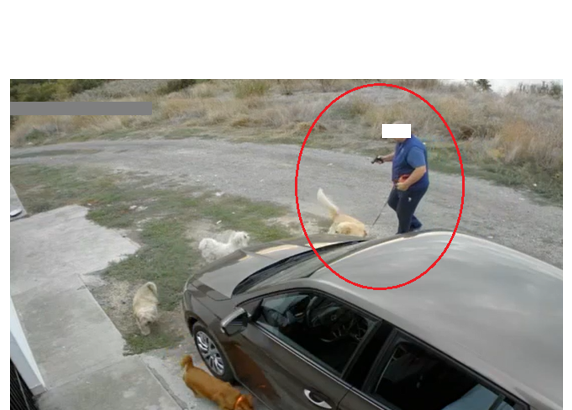 video un barbat a fost surprins in timp ce tragea cu un pistol cu bile in doi catei pe o strada din palazu mare 68dc2dcb160d7