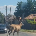 video un cerb a intrat intr o localitate din calarasi unde a provocat haos pe sosea animalul ulterior a fost scos din canalul de irigatii 68d26f65a9401