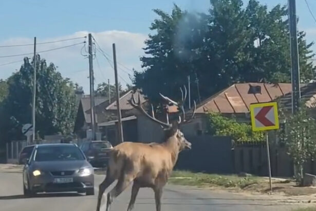 video un cerb a intrat intr o localitate din calarasi unde a provocat haos pe sosea animalul ulterior a fost scos din canalul de irigatii 68d26f65a9401