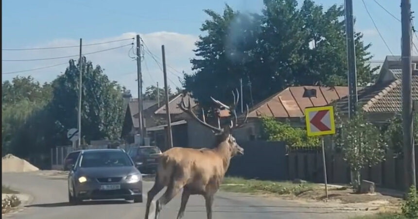 video un cerb a intrat intr o localitate din calarasi unde a provocat haos pe sosea animalul ulterior a fost scos din canalul de irigatii 68d26f65a9401