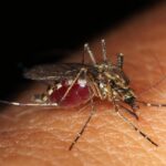 virusul west nile a ajuns si in dobrogea primul caz confirmat la tulcea 68d12e0e80c3f