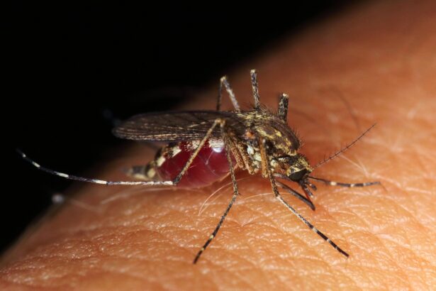 virusul west nile a ajuns si in dobrogea primul caz confirmat la tulcea 68d12e0e80c3f
