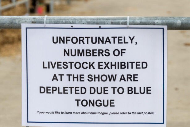 alerta epidemiologica in gorj focar de boala limbii albastre la bovine virusul se extinde in europa anunta expertii veterinari 68dd5349b06db