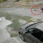 amenda de 7 000 de lei pentru barbatul care a tras cu un pistol cu bile intr un bichon in palazu mare acesta a ramas si fara pistol 68dd04b8900c4