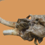 craniul unui mamut vechi de aproximativ 350 000 de ani va fi expus la palatul culturii din iasi 68f8e344dbc8d