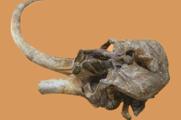 craniul unui mamut vechi de aproximativ 350 000 de ani va fi expus la palatul culturii din iasi 68f8e344dbc8d