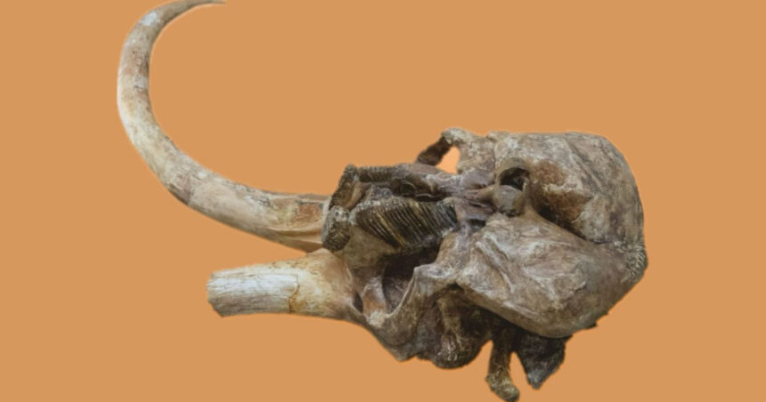 craniul unui mamut vechi de aproximativ 350 000 de ani va fi expus la palatul culturii din iasi 68f8e344dbc8d