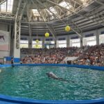 Delfinariul din Constanța ar putea primi cinci delfini donați din Malta. 5 delfinariul din constanta ar putea primi cinci delfini donati din malta 68fdd9bbc5a34