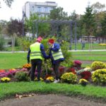 foto campanie de toamna mii de flori si arbusti ornamentali vor fi plantati in constanta 68fb5a088dcdb
