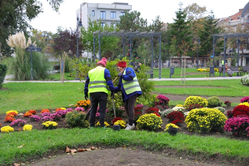 Campanie de toamnă: mii de flori și arbuști ornamentali vor fi plantați în Constanța 1 foto campanie de toamna mii de flori si arbusti ornamentali vor fi plantati in constanta 68fb5a088dcdb