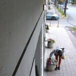 foto gest revoltator pe bulevardul ferdinand din constanta florile plantate si ingrijite cu drag de angajatii une clinici dentare sustrase cu nonsalanta acuza acestia 68f37f193fa9a