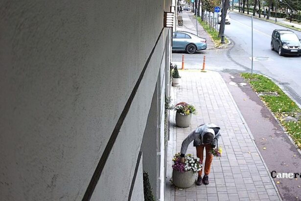 foto gest revoltator pe bulevardul ferdinand din constanta florile plantate si ingrijite cu drag de angajatii une clinici dentare sustrase cu nonsalanta acuza acestia 68f37f193fa9a