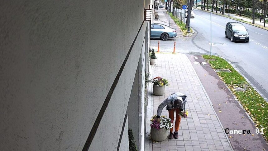 foto gest revoltator pe bulevardul ferdinand din constanta florile plantate si ingrijite cu drag de angajatii une clinici dentare sustrase cu nonsalanta acuza acestia 68f37f193fa9a