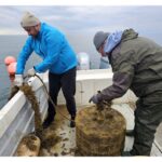 foto stridiile japoneze infloresc in marea neagra au ajuns la calibrul 1 la un an de la debut ce spun specialistii de la instititul grigore antipa 69008afba3ae9